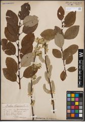 Foto von Salix caprea L.